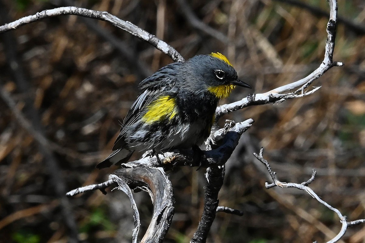 Kronenwaldsänger (Audubonwaldsänger) - ML634828682