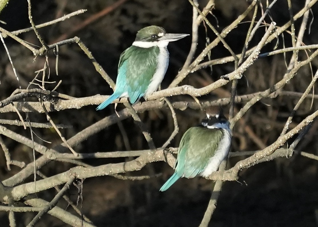 Torresian Kingfisher - ML634828728