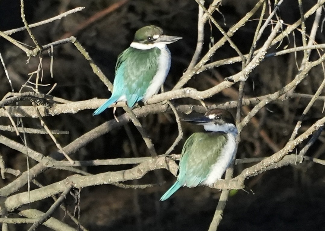 Torresian Kingfisher - ML634828729