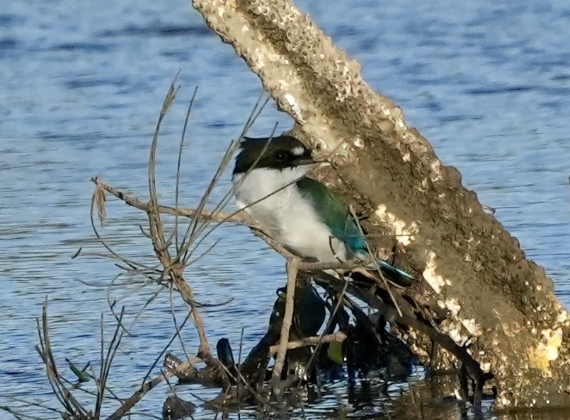 Torresian Kingfisher - ML634828730