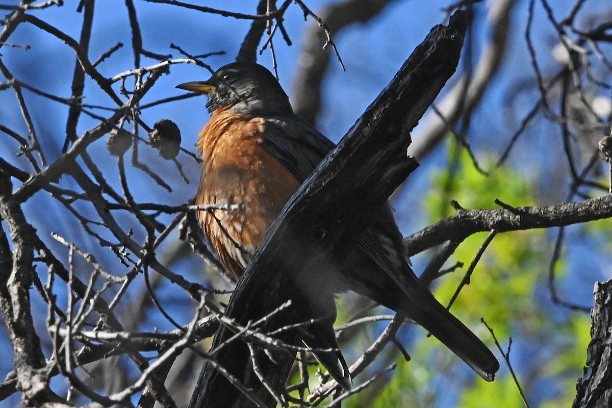 American Robin - ML634828781