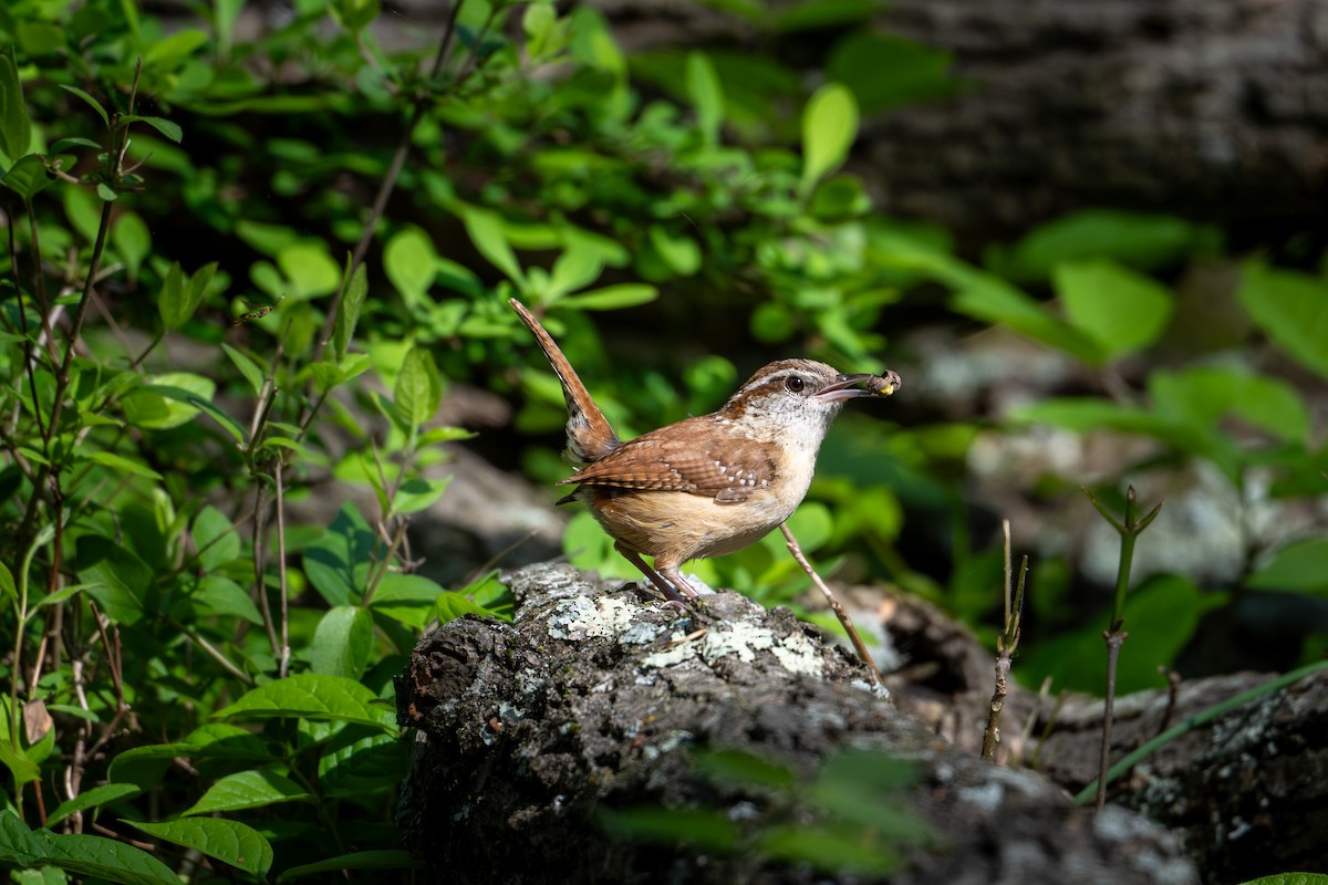 Carolina Wren - Joe Mahaffey