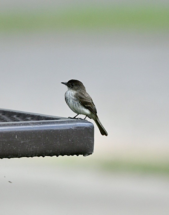 Eastern Phoebe - ML634829105