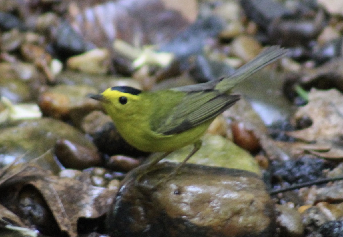 Wilson's Warbler - ML634829122