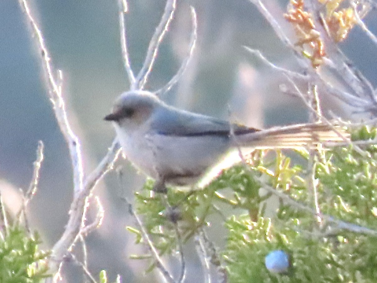 Bushtit - ML634829258