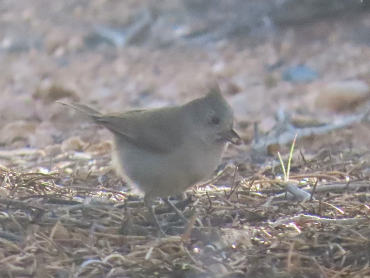 Juniper Titmouse - ML634829288
