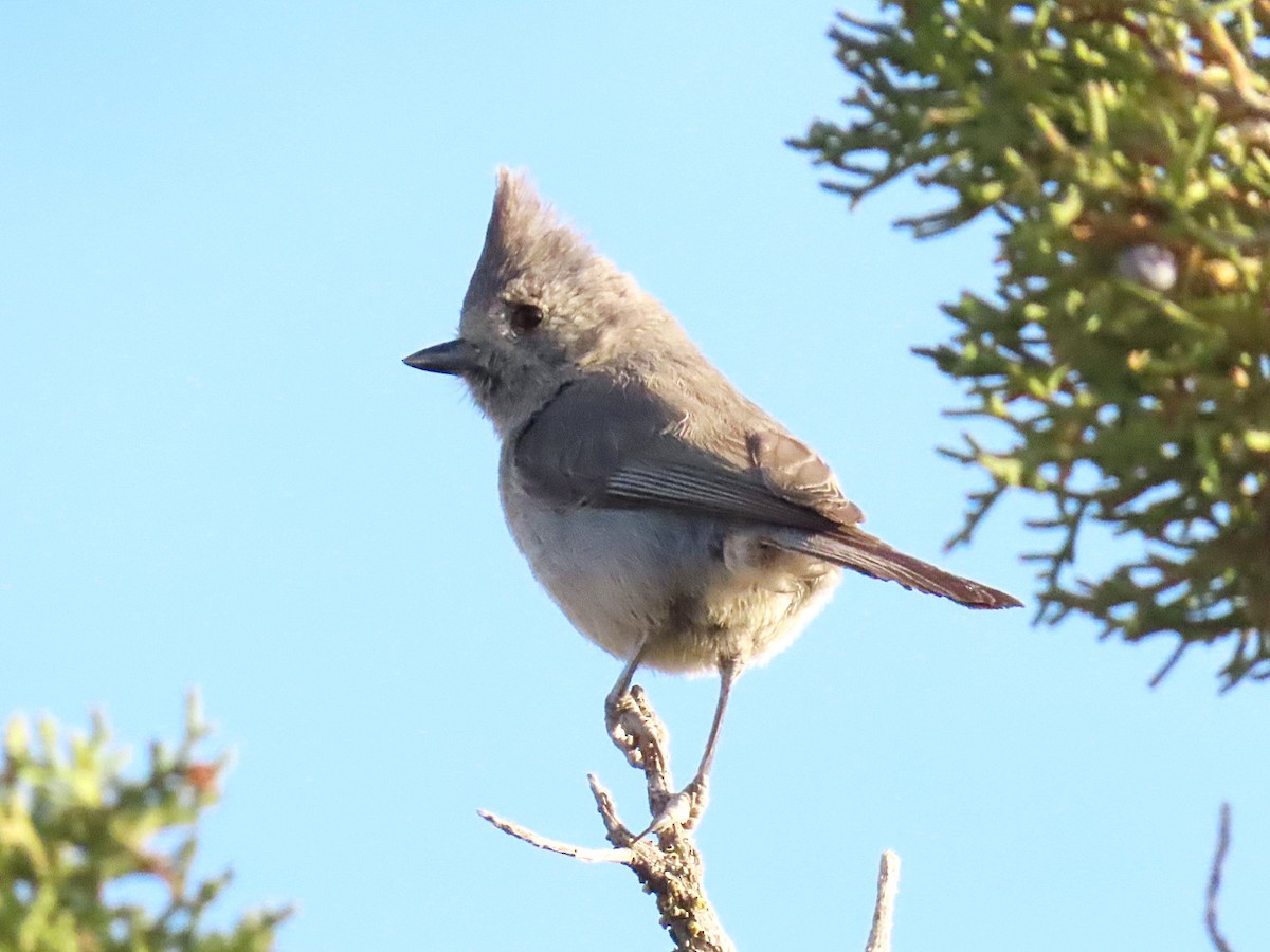 Juniper Titmouse - ML634829289