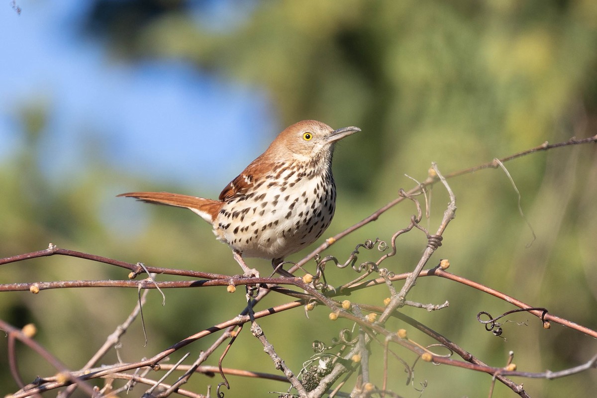 drozdec hnědý - ML634829298