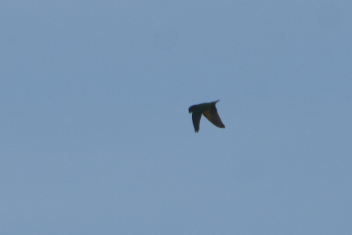 Brown-headed Parrot - ML634829315
