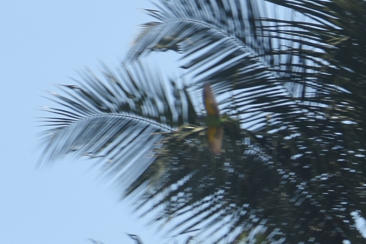 Brown-headed Parrot - ML634829316