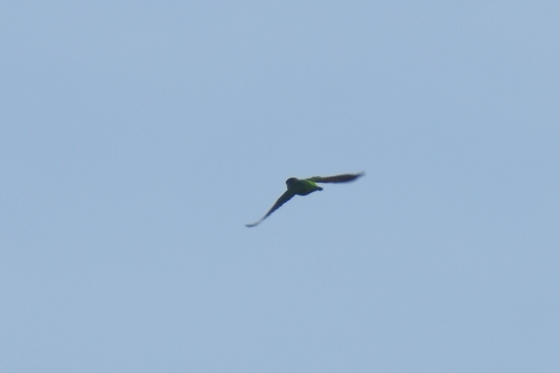 Brown-headed Parrot - ML634829317