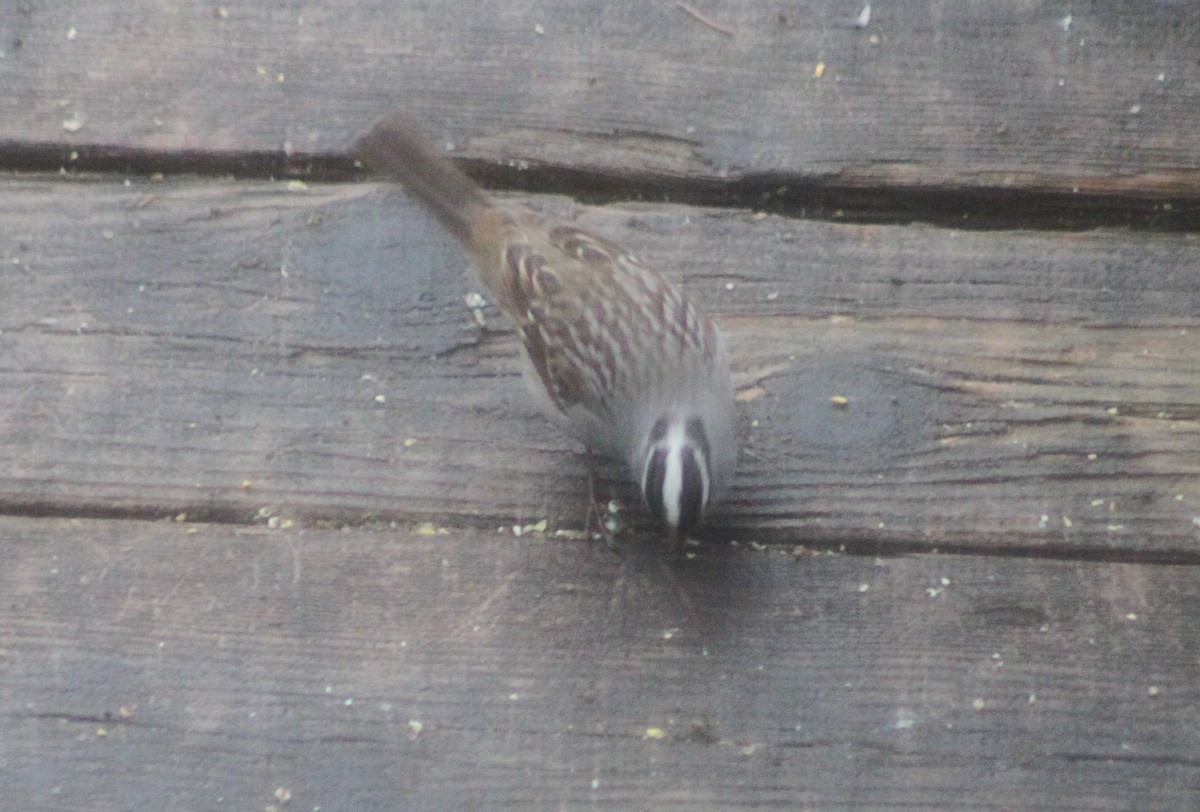 White-crowned Sparrow - ML634829448