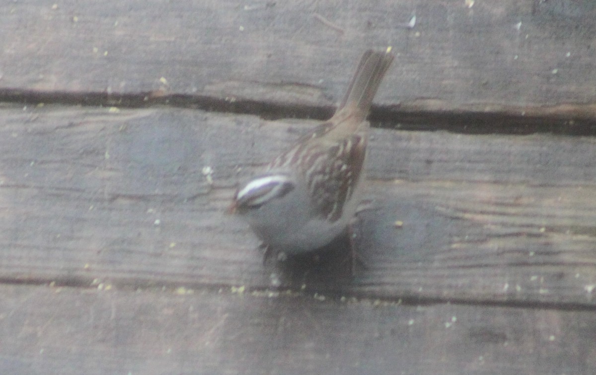 White-crowned Sparrow - ML634829459
