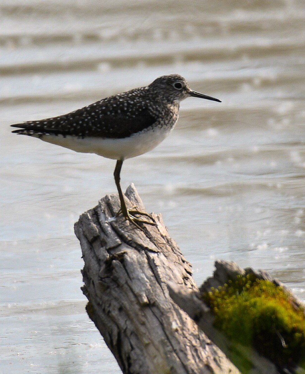Solitary Sandpiper - ML634829467