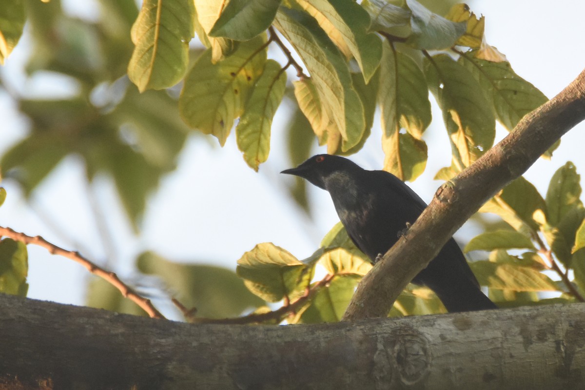 Black-bellied Starling - ML634829470