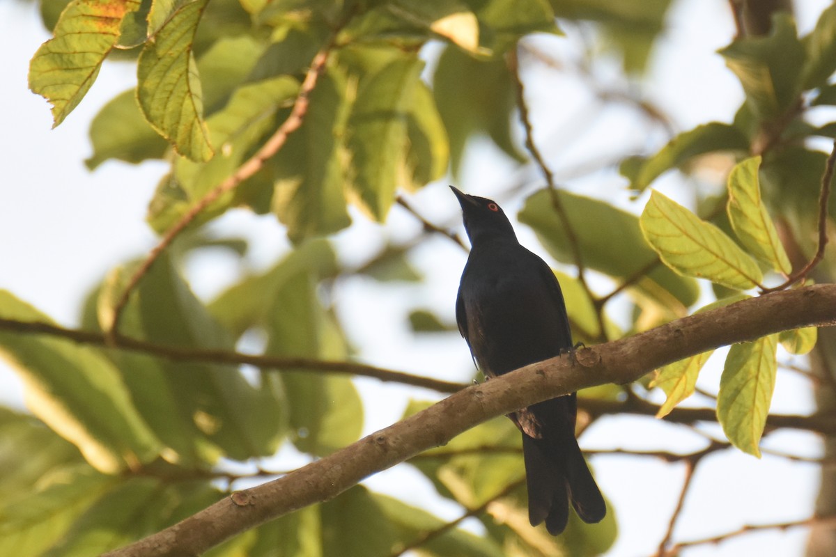 Black-bellied Starling - ML634829471