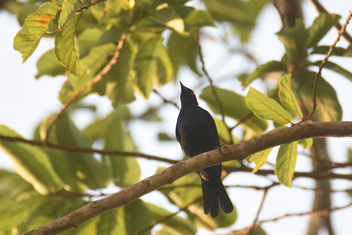 Black-bellied Starling - ML634829472