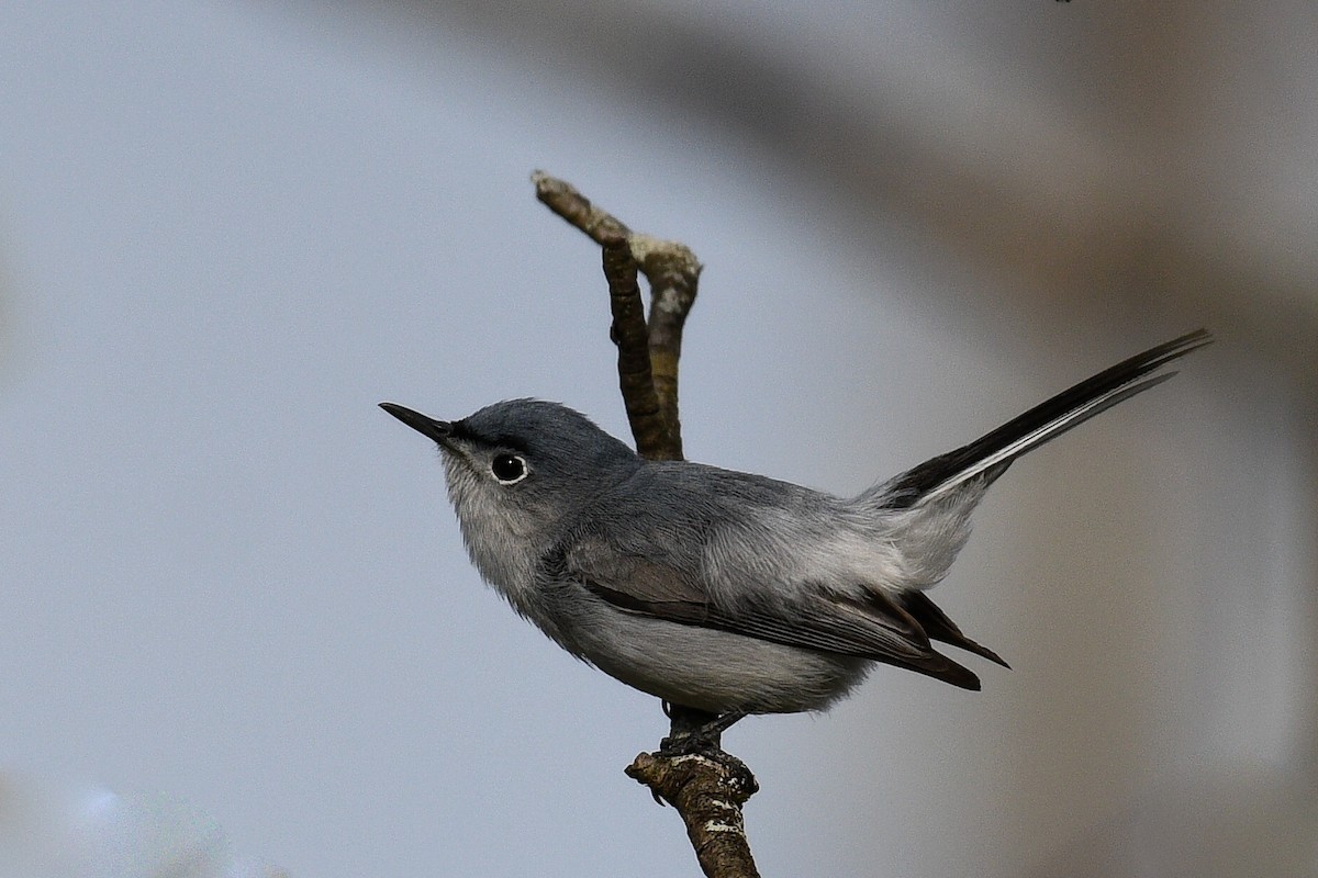 Blue-gray Gnatcatcher - ML634829482