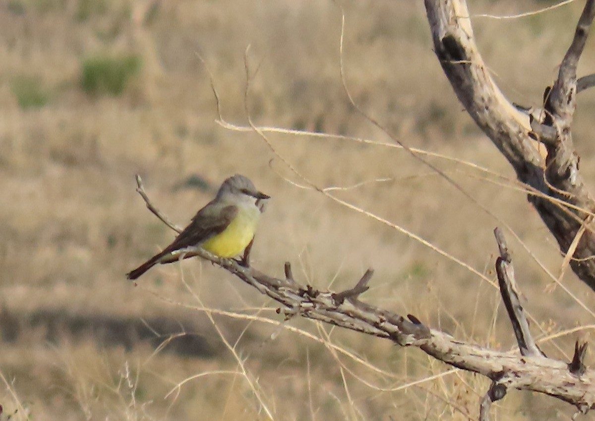 Western Kingbird - ML634829495