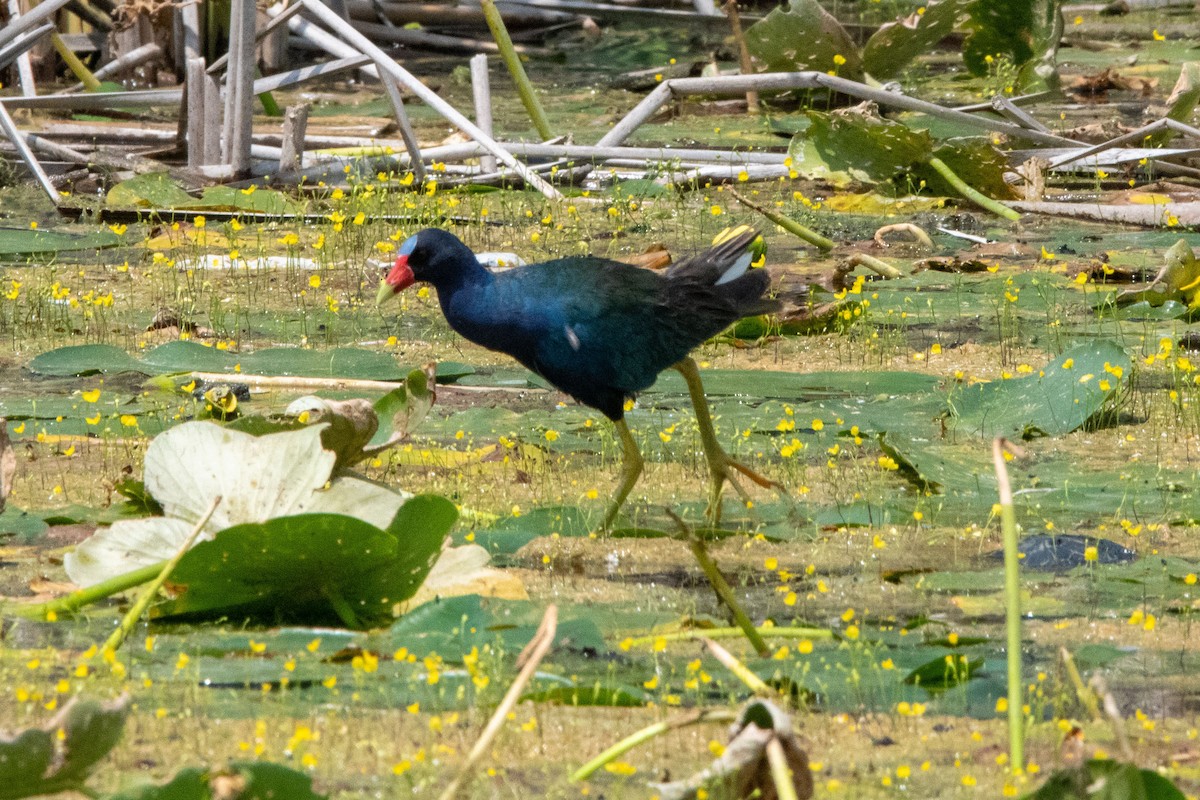פורפיריה אמריקנית - ML634829610