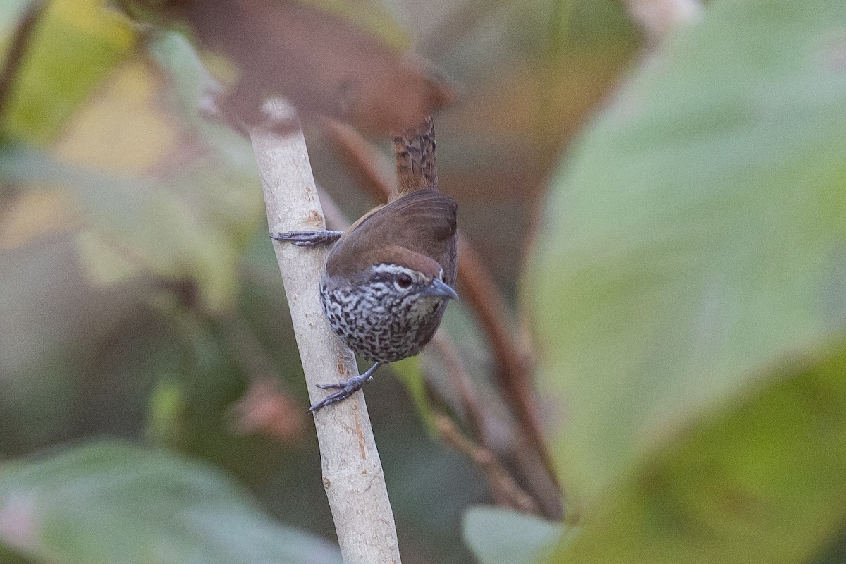 Spot-breasted Wren - ML634829622