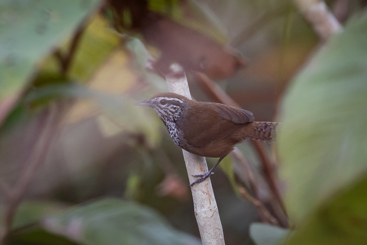 Spot-breasted Wren - ML634829623