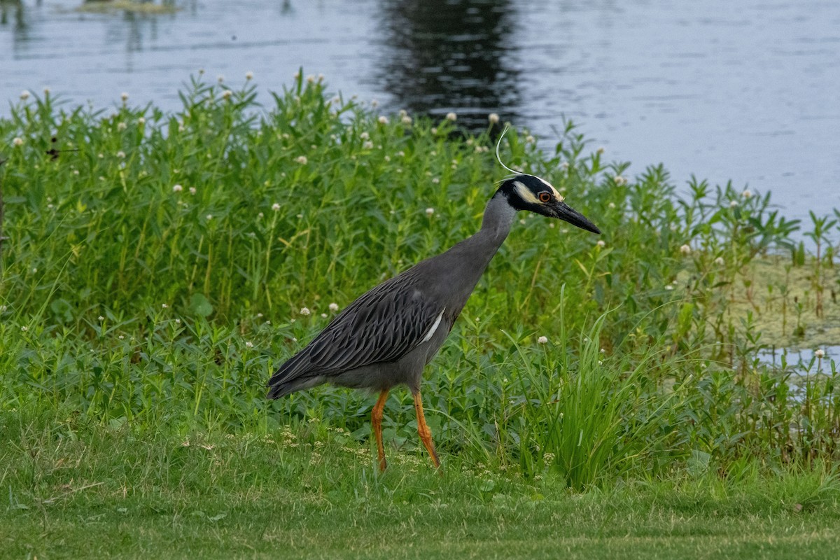 אנפת לילה צהובת-כיפה - ML634829637
