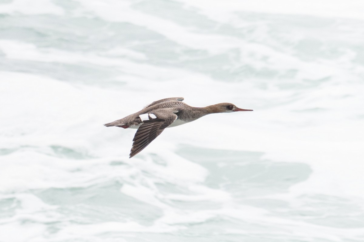 Сэвгэр бохио - ML634829638