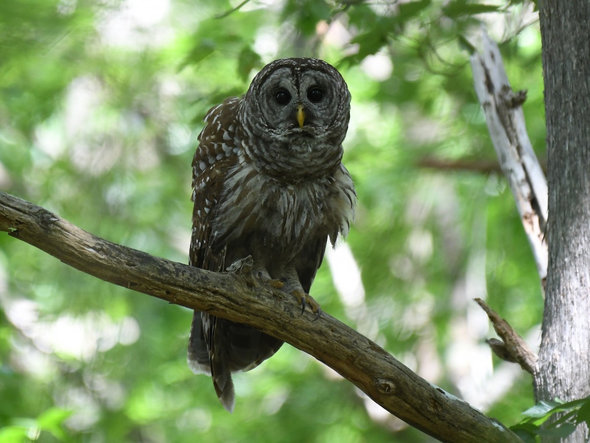 Barred Owl - ML634829782