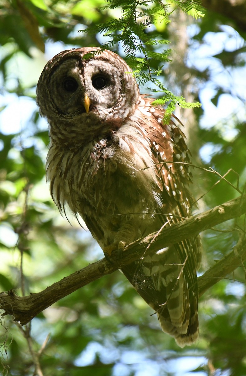 Barred Owl - ML634829783