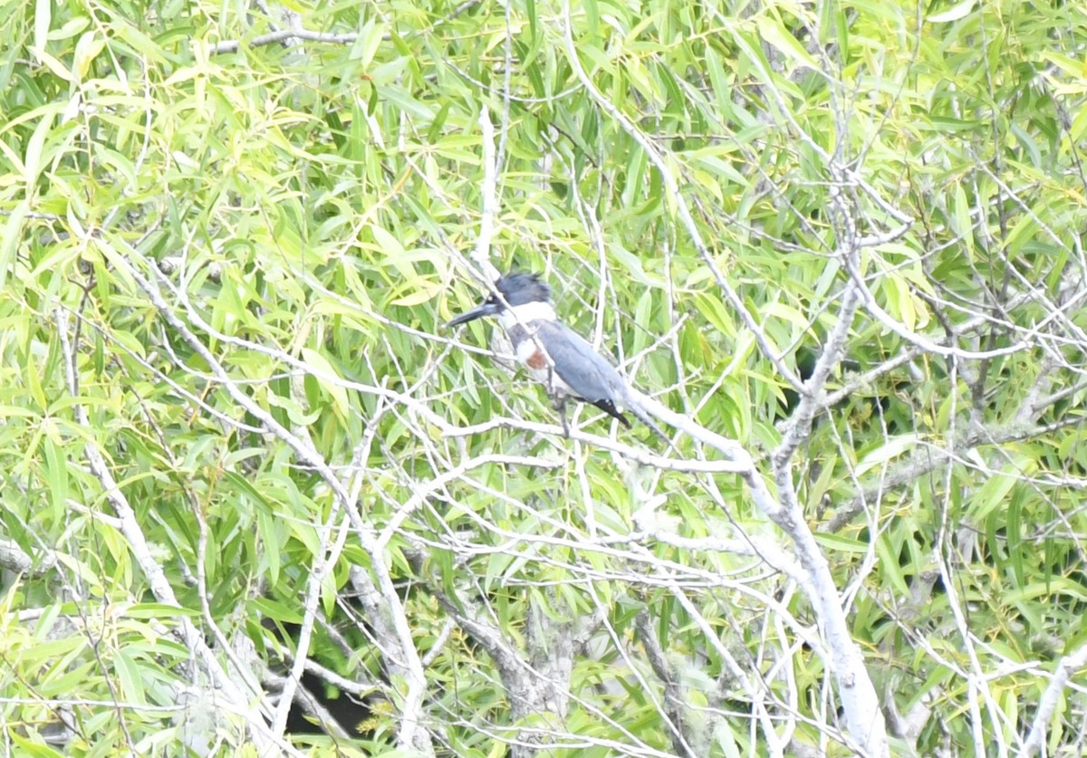 Belted Kingfisher - ML634829794