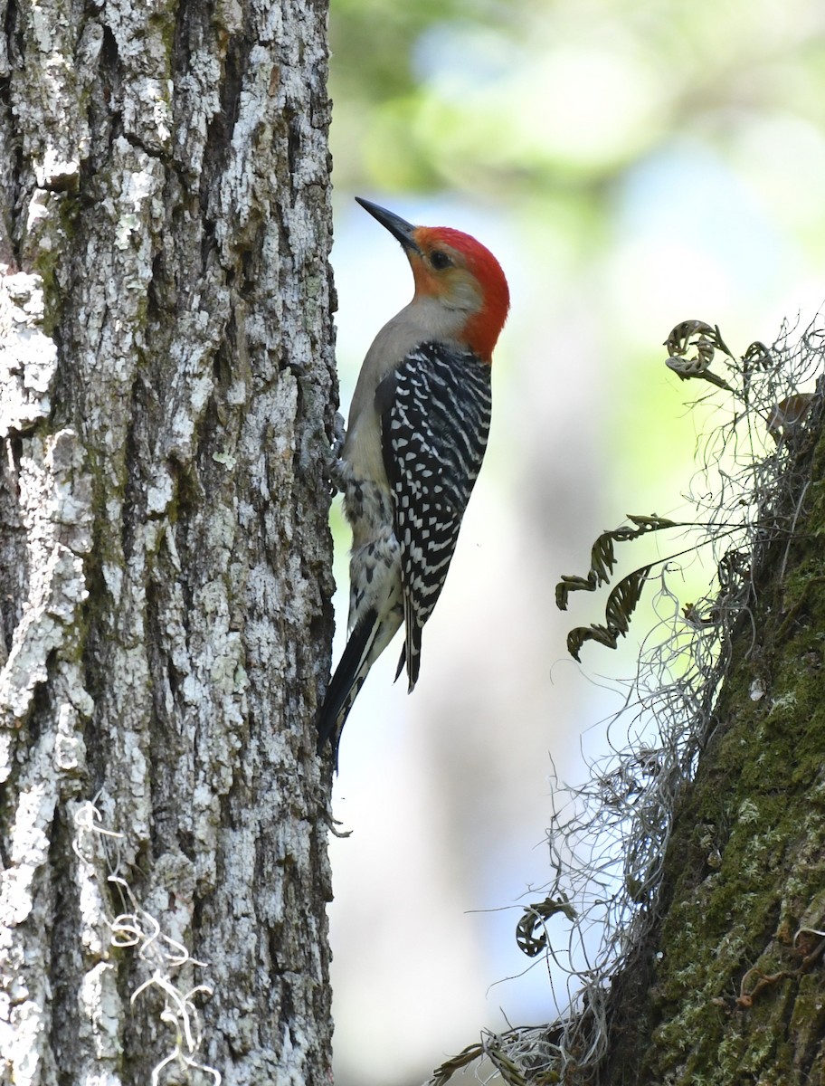 Red-bellied Woodpecker - ML634829800