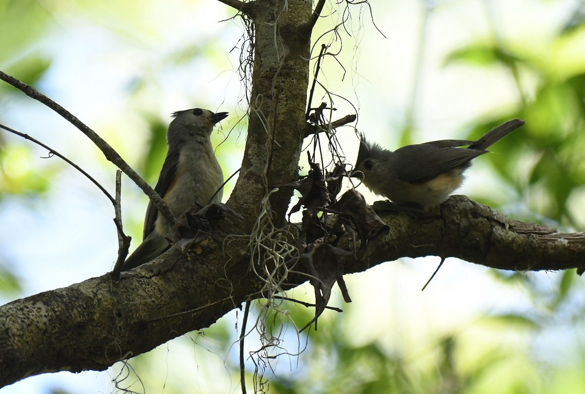 Tufted Titmouse - ML634829811