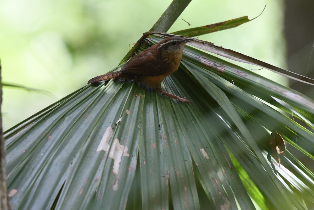 Carolina Wren - ML634829815