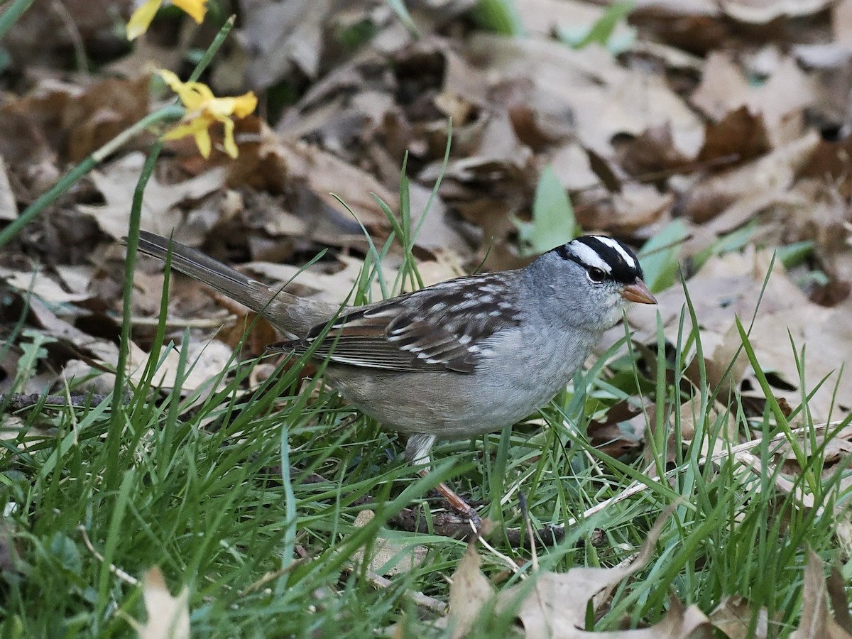 White-crowned Sparrow - ML634829975