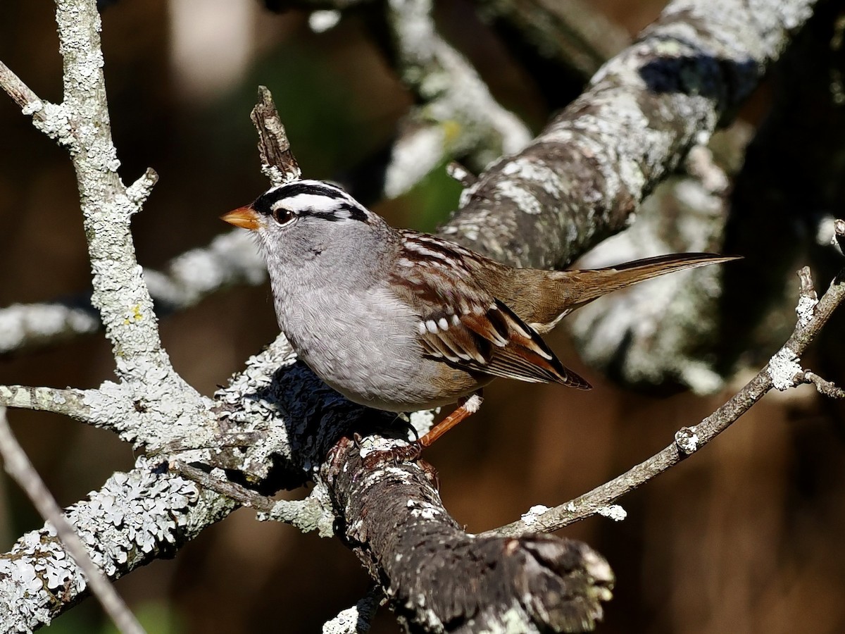 White-crowned Sparrow - ML634830032