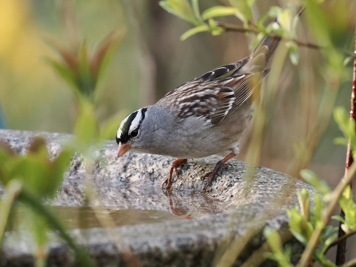 White-crowned Sparrow - ML634830036
