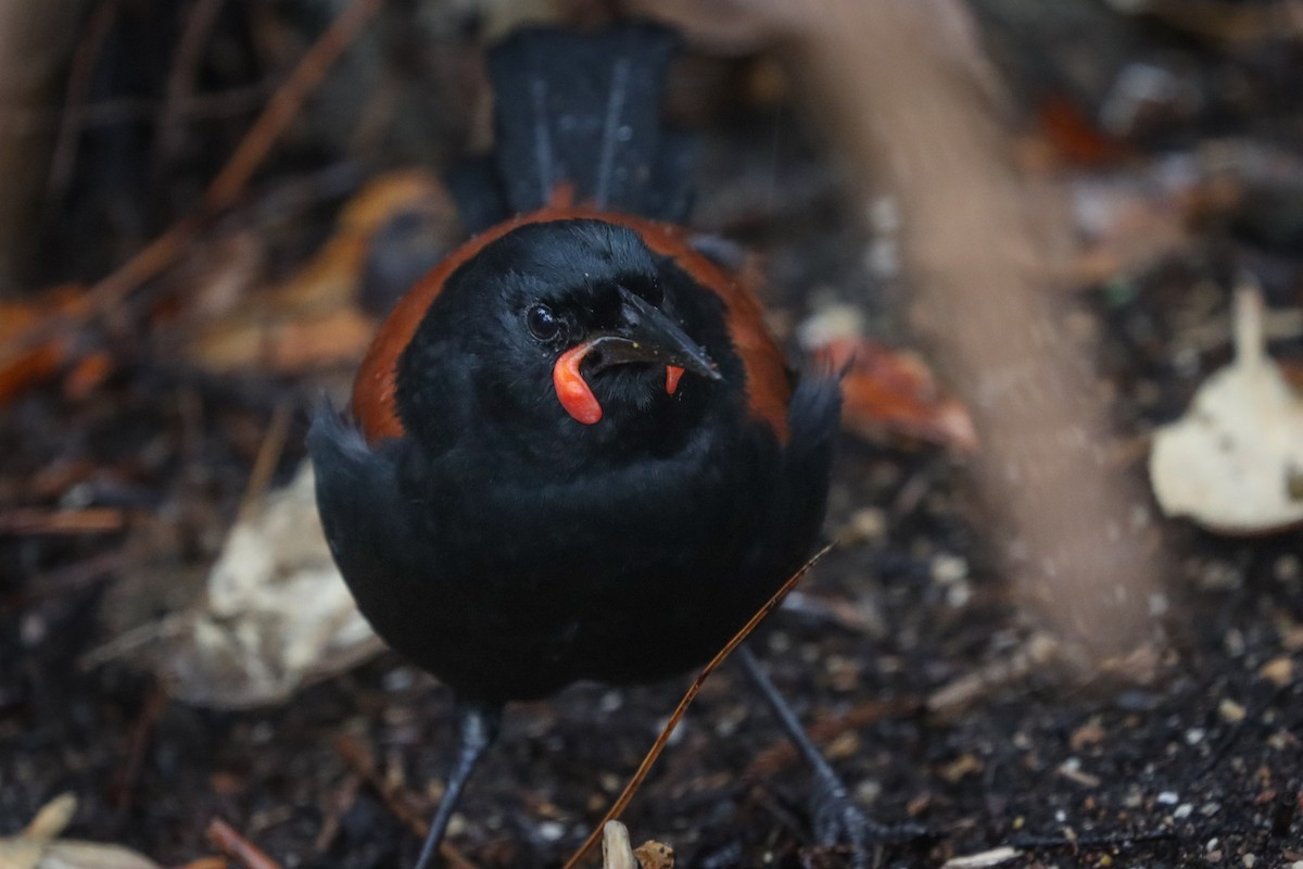 South Island Saddleback - ML634830272