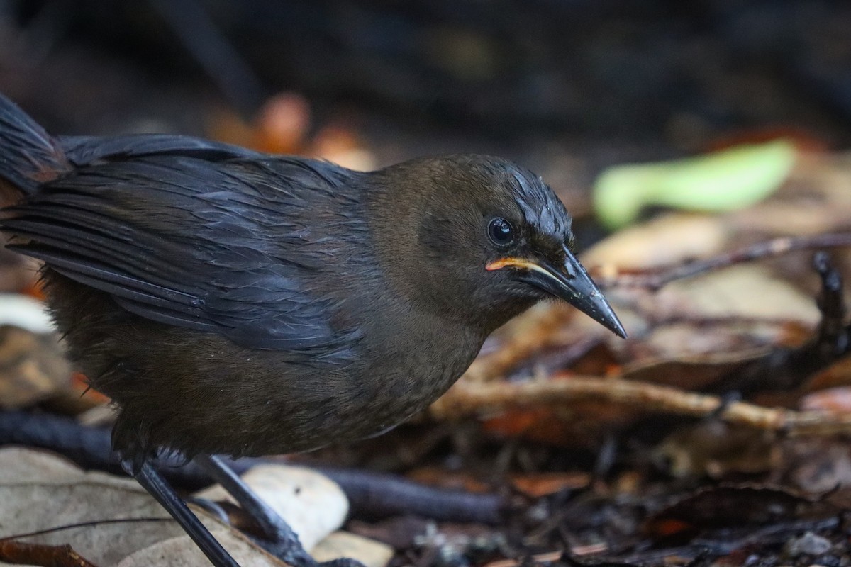 South Island Saddleback - ML634830273