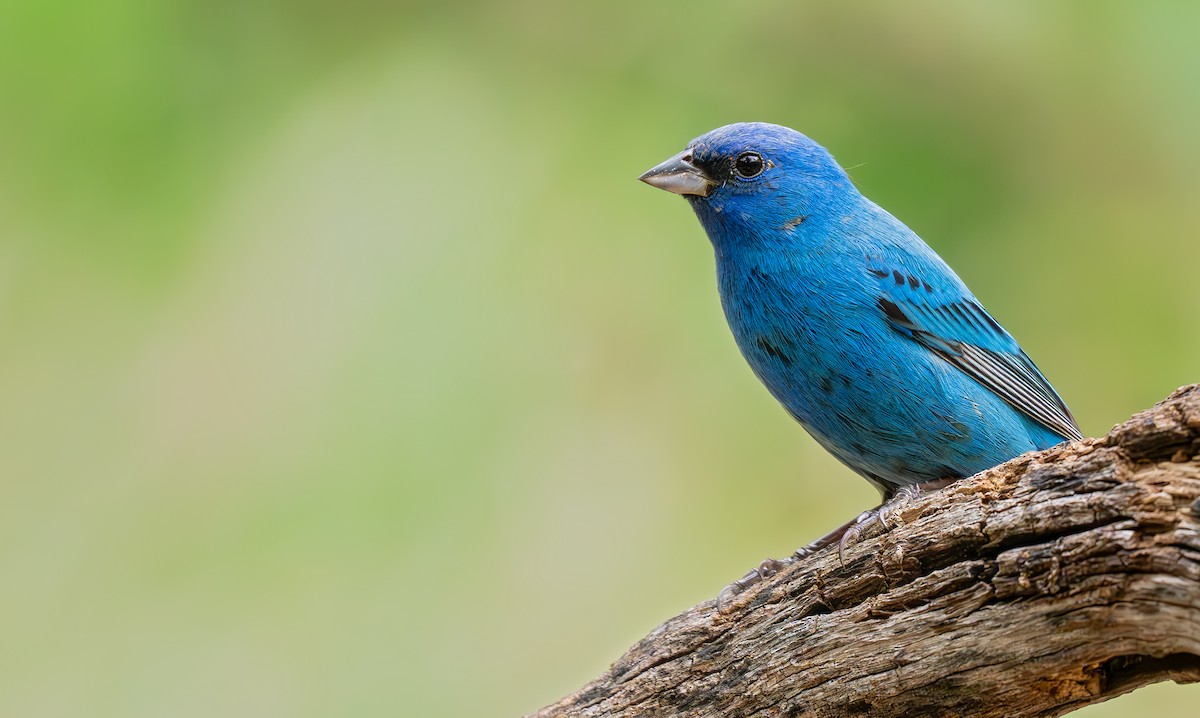 Indigo Bunting - ML634830334