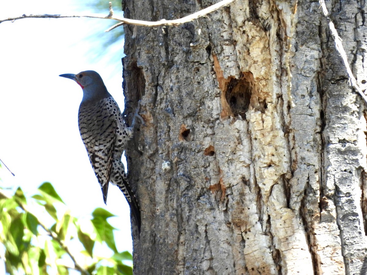 Northern Flicker - ML634830371