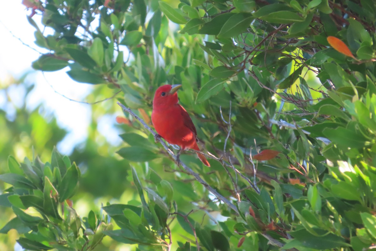 Summer Tanager - ML634830818