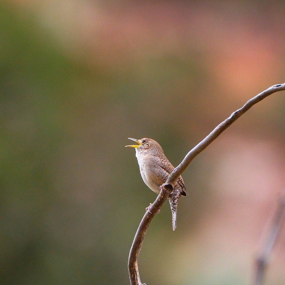 Northern House Wren - ML634830830