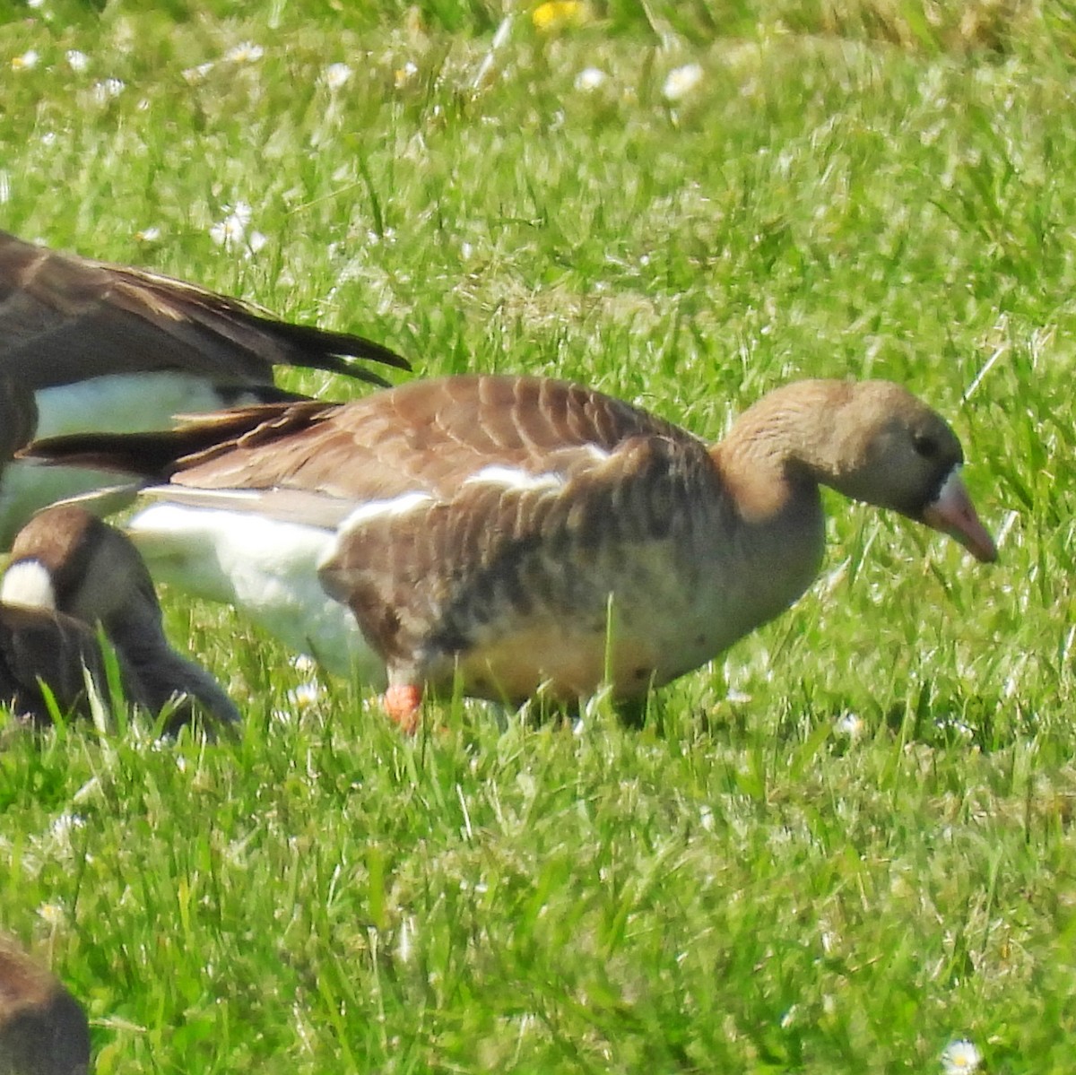 Greater White-fronted Goose - ML634830869