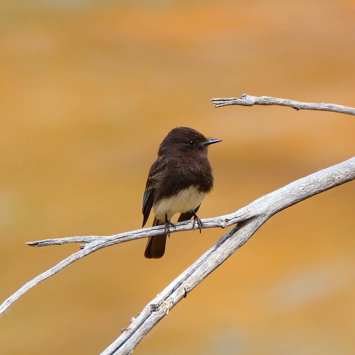 Black Phoebe - ML634830907