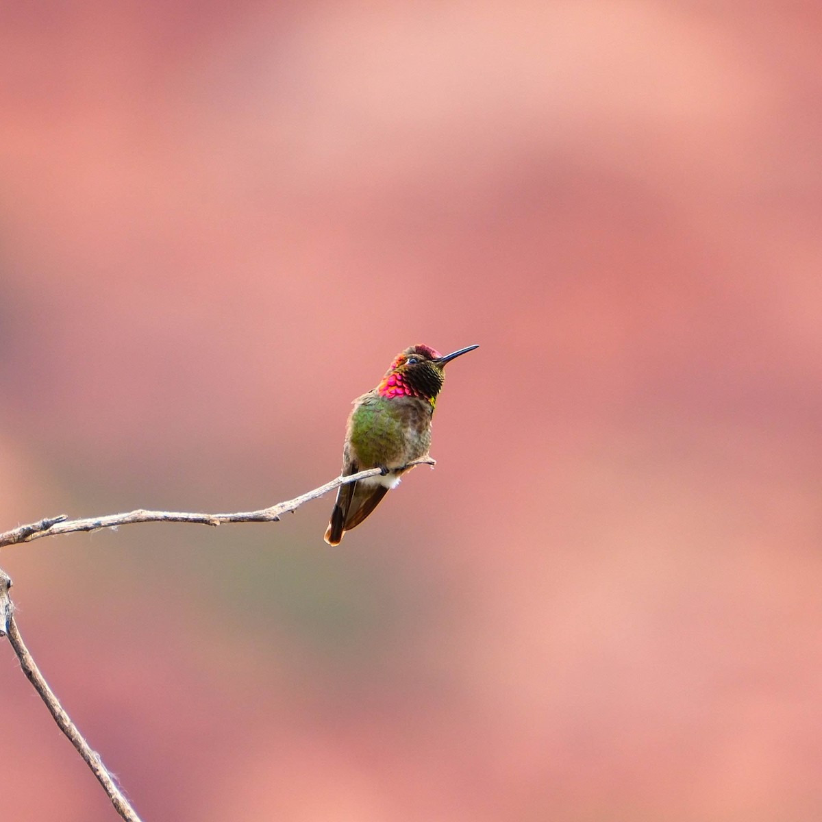 Anna's Hummingbird - ML634830920