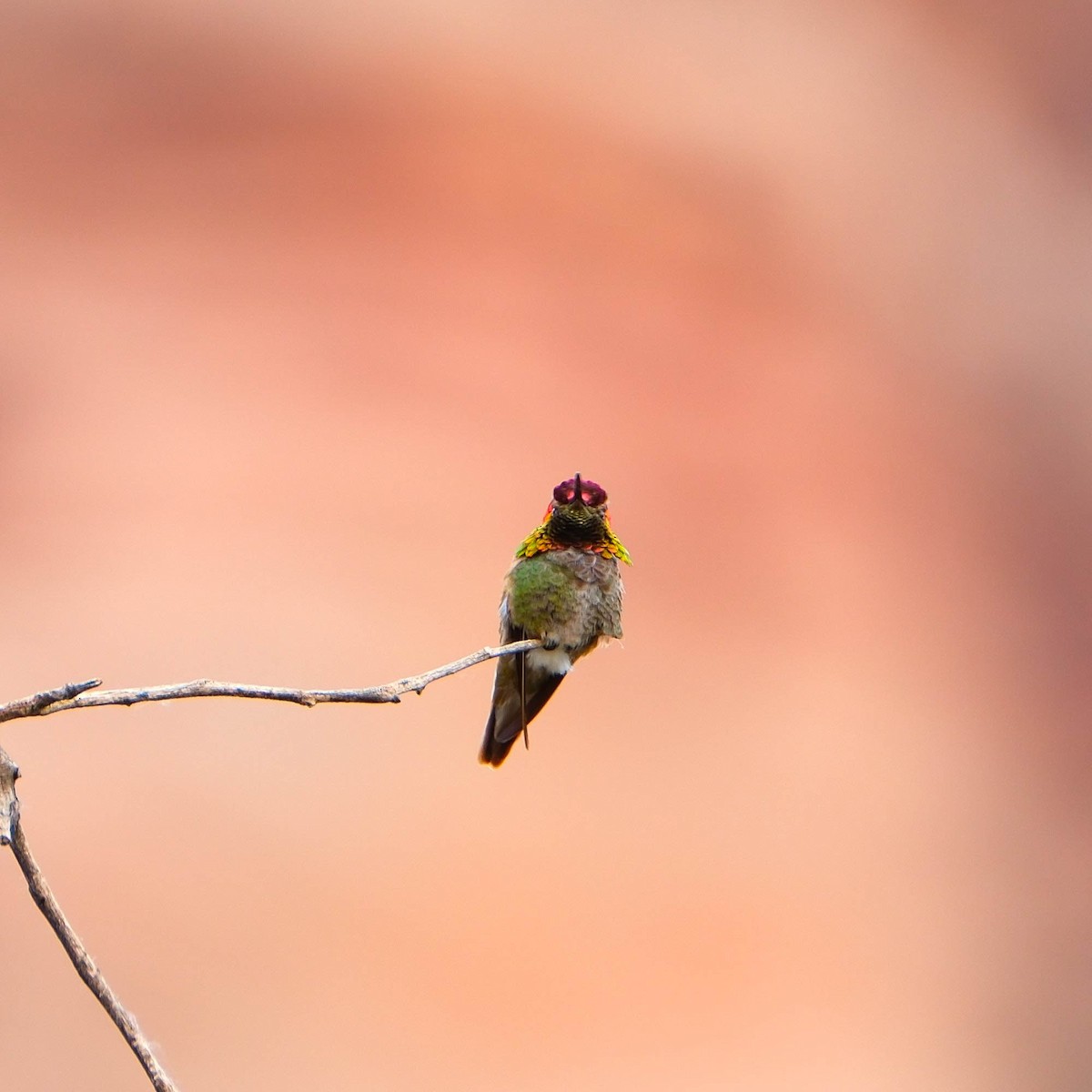 Anna's Hummingbird - ML634830924
