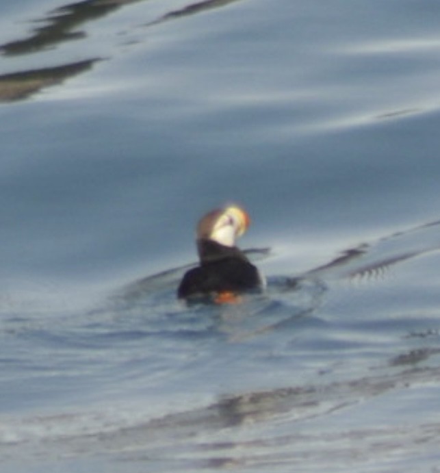 Horned Puffin - ML634830948