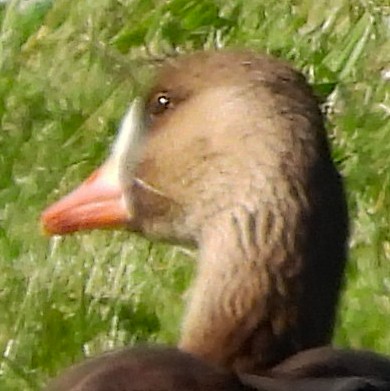 Greater White-fronted Goose - ML634831074