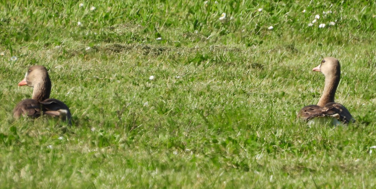 Greater White-fronted Goose - ML634831093